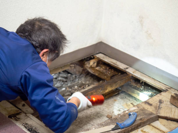 Best DIY Mold Remediation Support Services in Spring Valley, CA