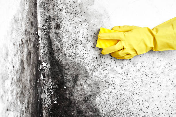 Best Emergency Mold Remediation in Spring Valley, CA