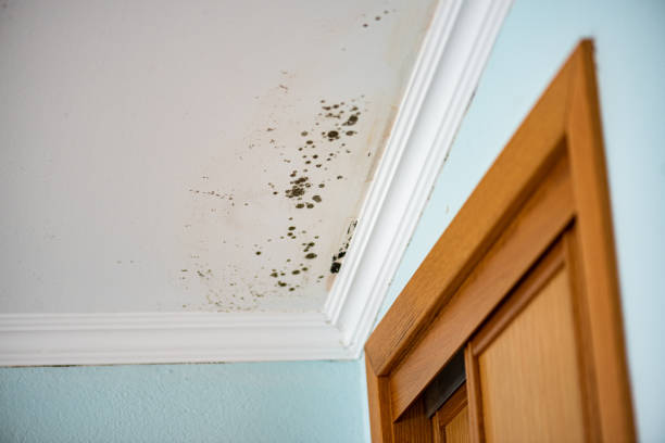 Best White Mold Remediation in Spring Valley, CA