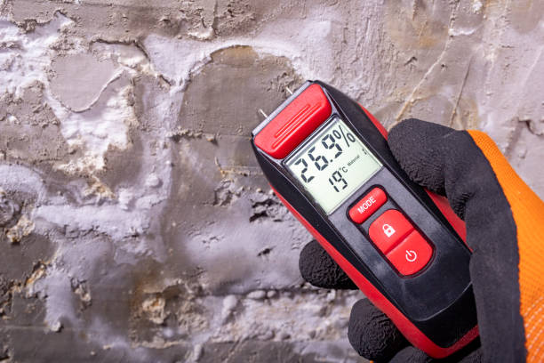 Best Bathroom Mold Remediation in Spring Valley, CA