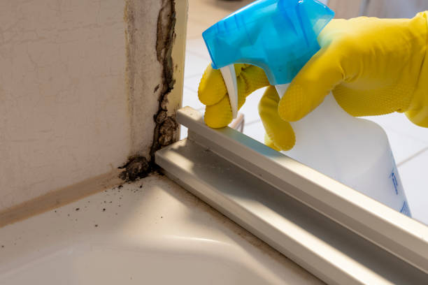 Best Post-Flood Mold Remediation in Spring Valley, CA
