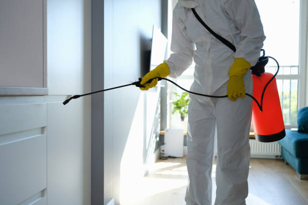 Best Attic Mold Remediation in Spring Valley, CA