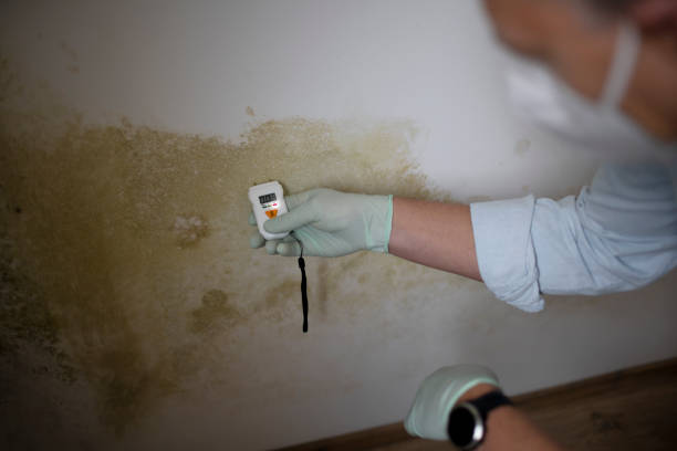 Best Black Mold Remediation in Spring Valley, CA