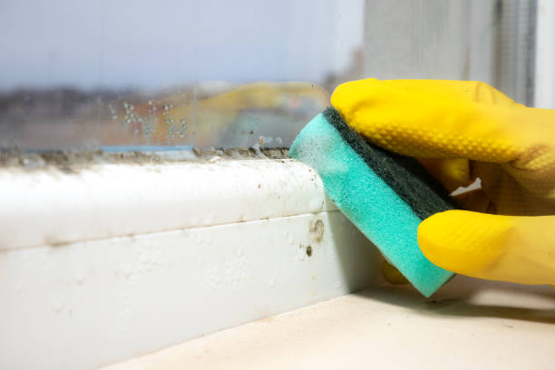 Best Basement Mold Remediation in Spring Valley, CA