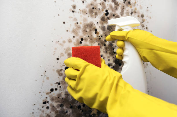Professional Mold Remediation in Spring Valley, CA