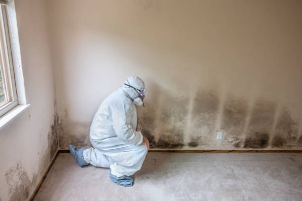 Best Residential Mold Remediation in Spring Valley, CA