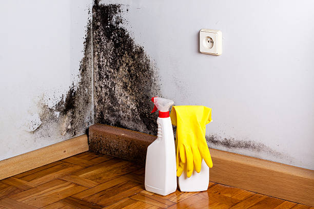 Best Preventive Mold Services in Spring Valley, CA