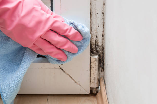 Best Insurance-Related Mold Remediation in Spring Valley, CA