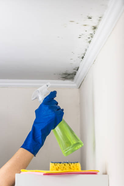 Best Post-Remediation Services in Spring Valley, CA