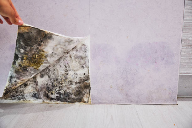 Best Health and Safety Mold Remediation in Spring Valley, CA